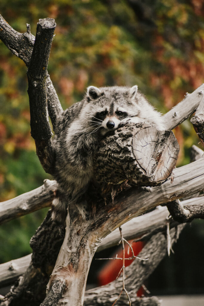 15 great things to do in Bismarck Racoon at Dakota Zoo in Bismarck, ND